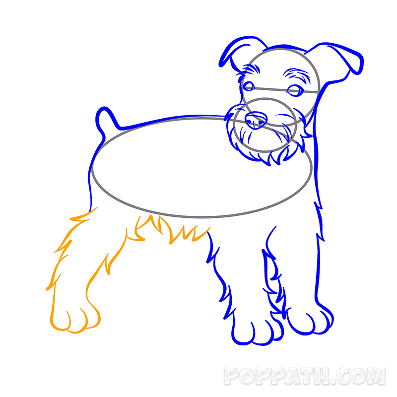 800x800 how to draw a schnauzer pop path - Schnauzer Line Drawing