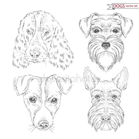 450x450 image result for schnauzer line drawing lineart dog line - Schnauzer Line Drawing