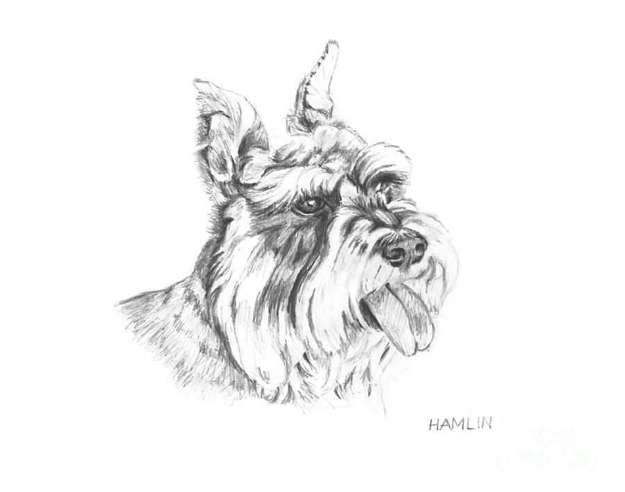 900x709 miniature schnauzer - Schnauzer Line Drawing