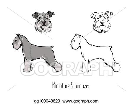 Schnauzer Line Drawing at PaintingValley.com | Explore collection of