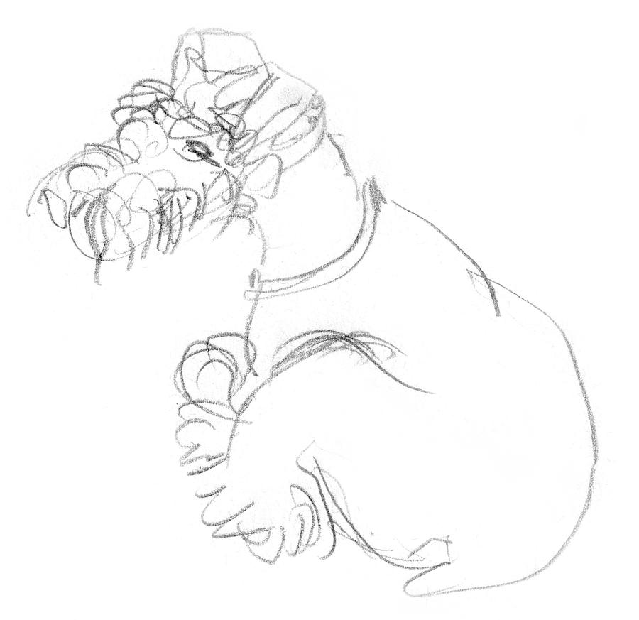 900x873 Schnauzer Mini Drawing - Schnauzer Line Drawing