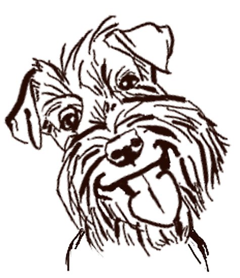 475x550 The Schnauzer Love Of My Life Photographic Print - Schnauzer Line Drawing