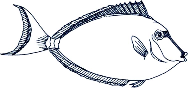 750x350 School Of Fish Drawing - School Of Fish Drawing
