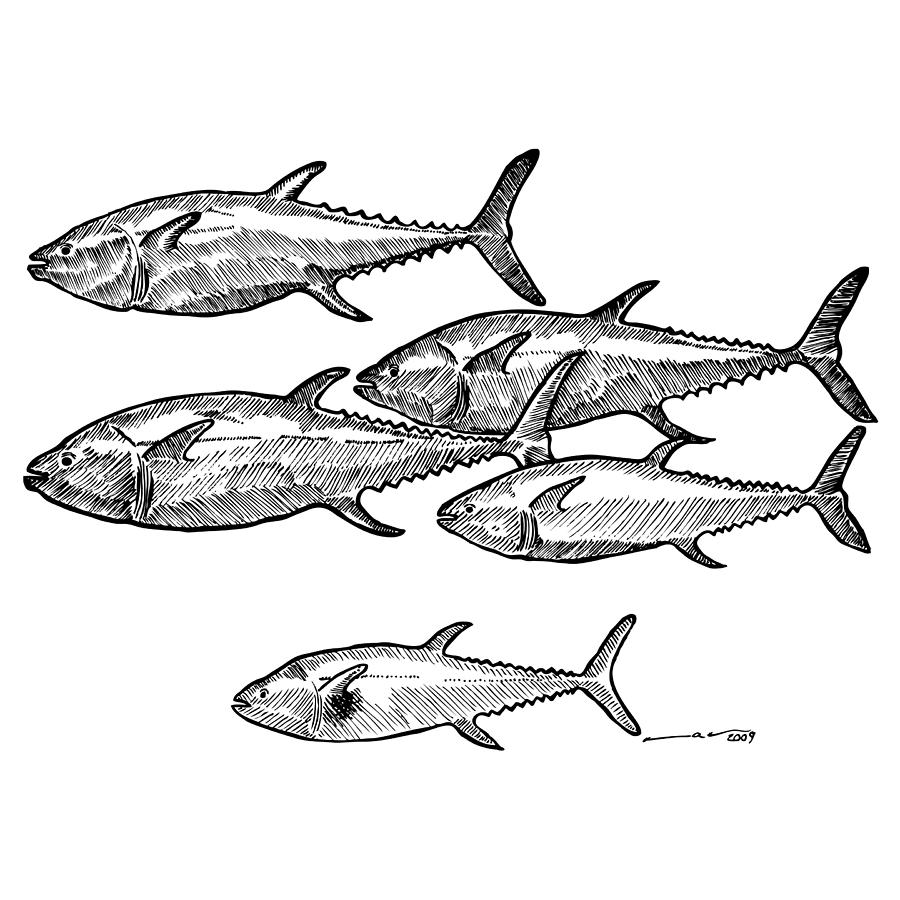 900x900 School Of Tuna Fish Drawing - School Of Fish Drawing