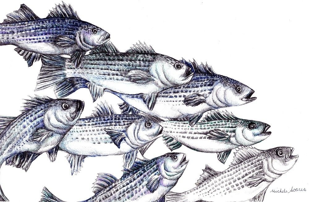 1000x654 Striped Bass Fish Art Print - School Of Fish Drawing
