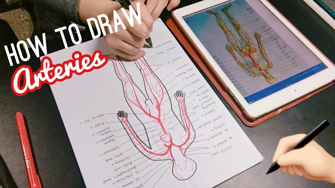 1280x720 how to draw anatomy med school student life twinklinglena - School Student Drawing