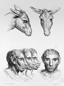 223x300 le brun baroque science drawing humans evolved from donkey real - Science Drawing
