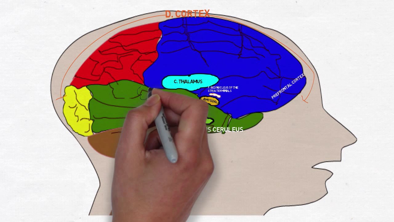 1280x720 brain science drawing - Science Drawing
