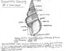 235x171 best scientific drawing images drawings, bulb, onion - Scientific Drawing