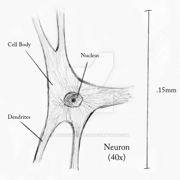 600x600 nueron scientific drawing - Scientific Drawing