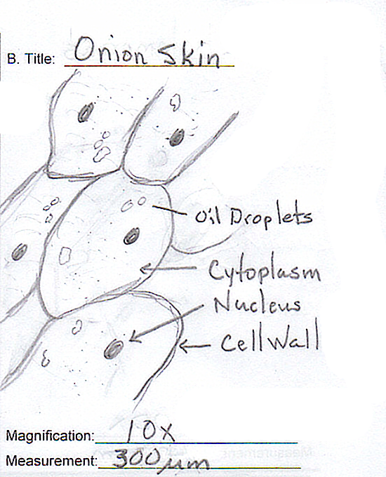 550x680 scientific drawing scientific drawing, drawings - Scientific Drawing