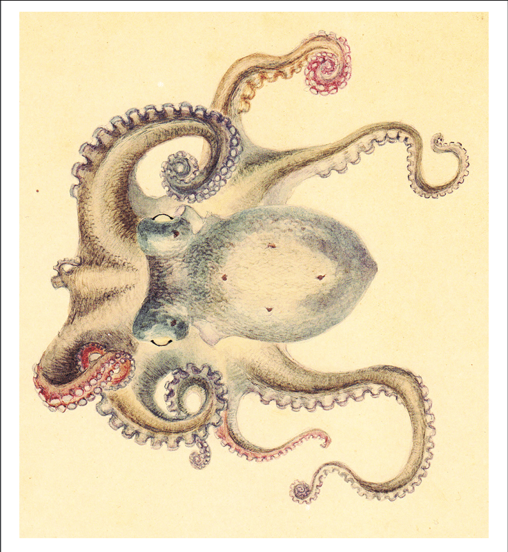 736x799 regenerating arm in octopus a scientific drawing - Scientific Drawing