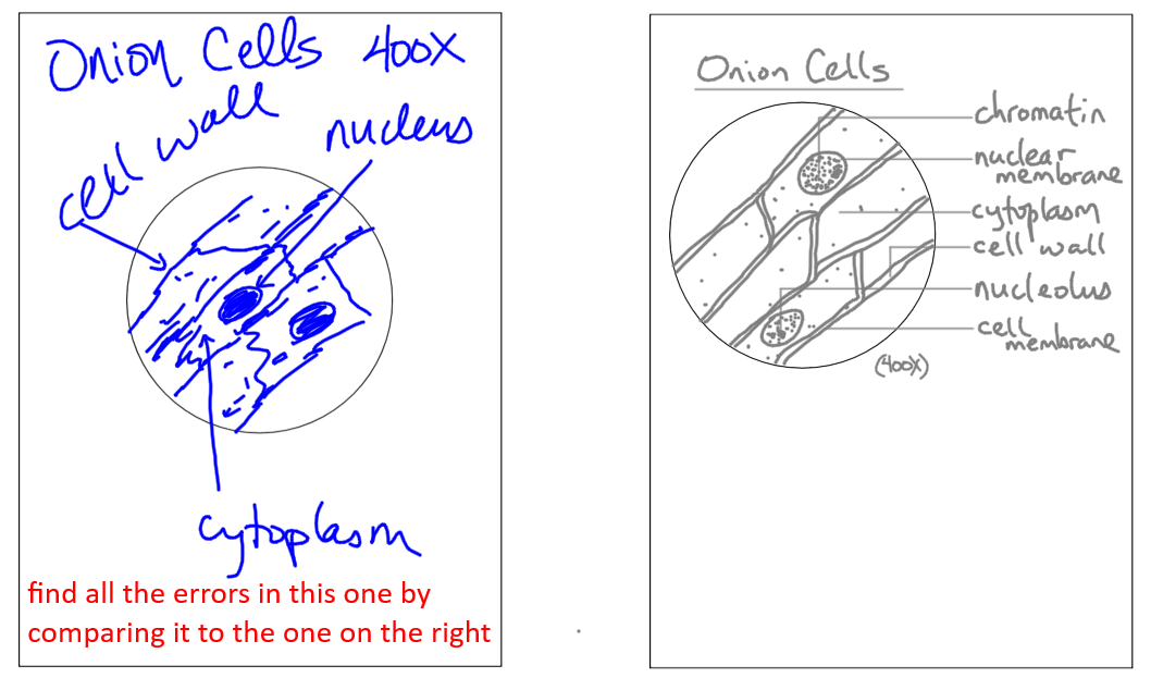 1058x623 scientific drawing rules - Scientific Drawing
