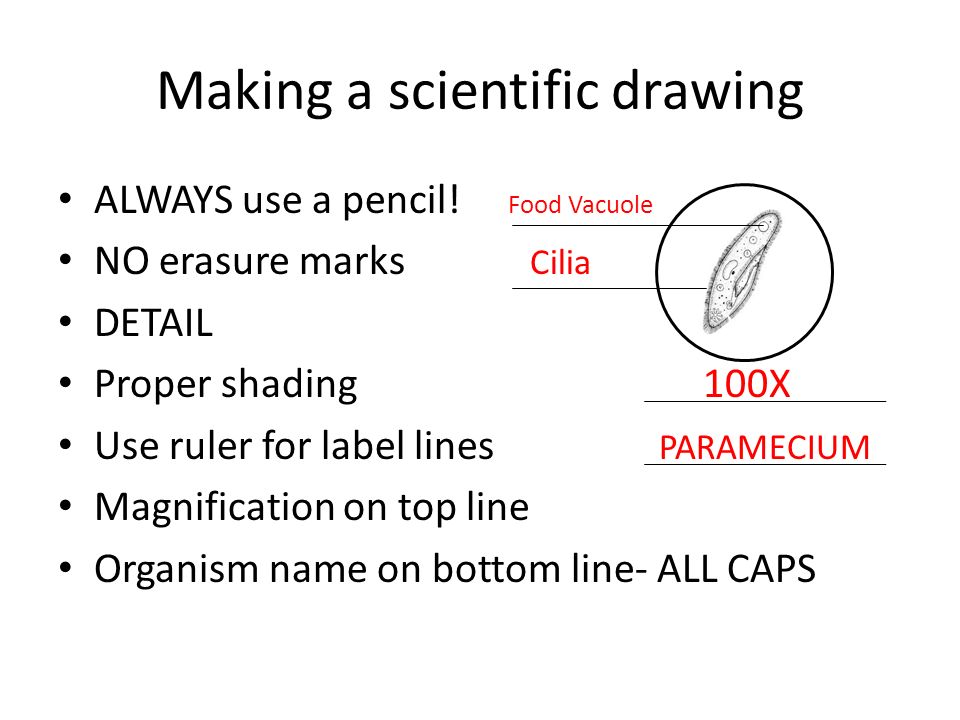 scientific-drawing-at-paintingvalley-explore-collection-of