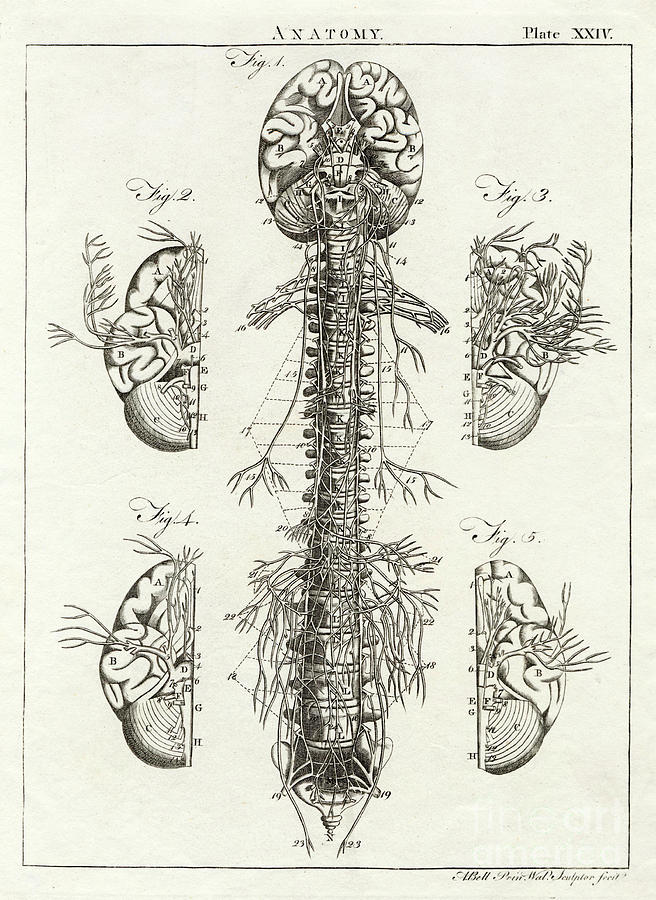 656x900 scientific diagram of the brain and spinal column drawing - Scientific Drawing