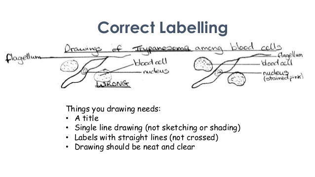 638x359 scientific drawing overview - Scientific Drawing