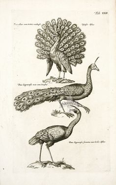 236x375 best vintage scientific drawings images in antique - Scientific Drawing