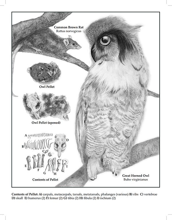 600x765 scientific drawing on behance - Scientific Drawing