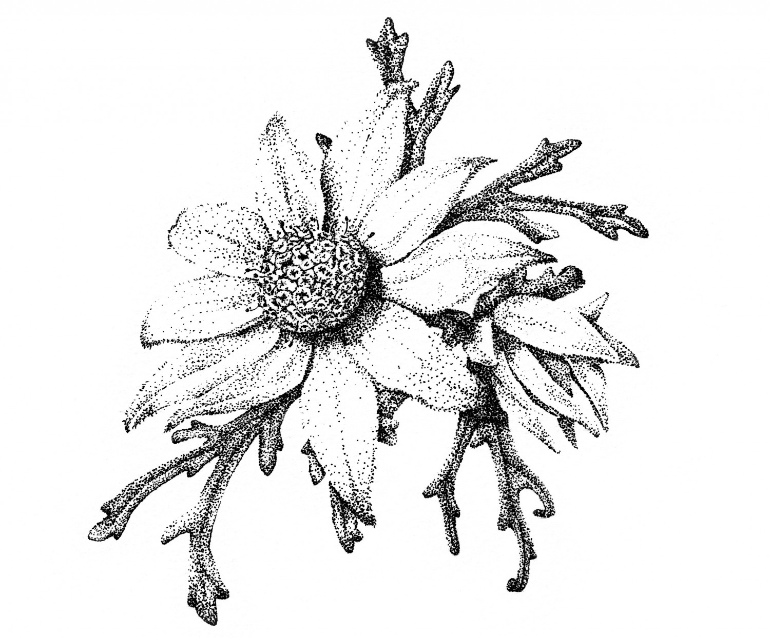 1500x1244 scientific drawing esther bolz - Scientific Drawing