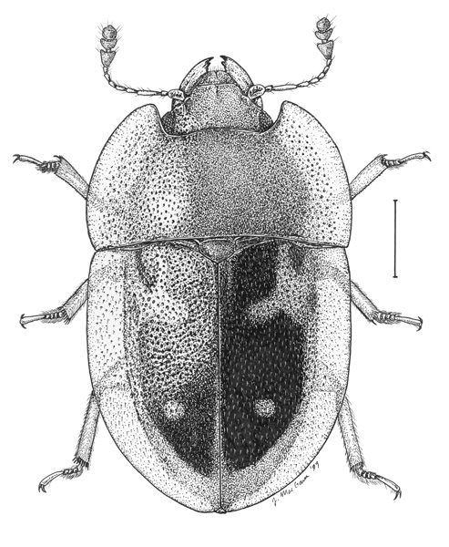 493x600 scientific illustration of insects - Scientific Drawing