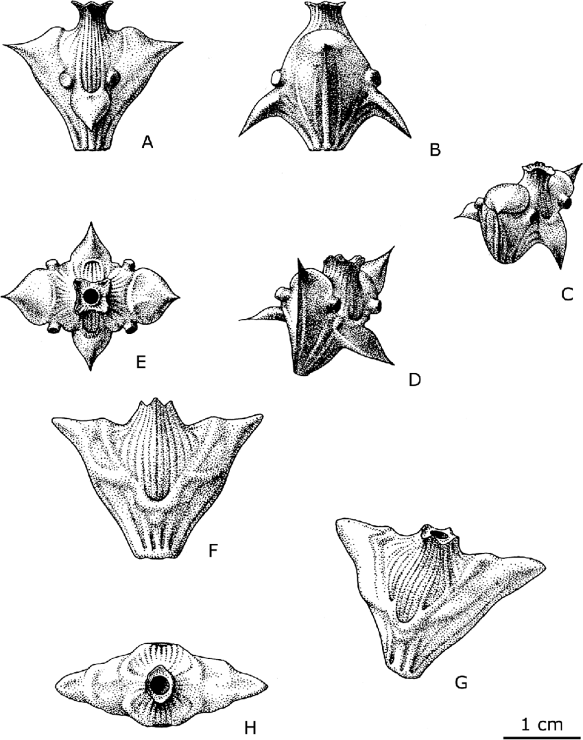 850x1079 scientific drawings of nuts of trapa muzzanensis from lake muzzano - Scientific Drawing