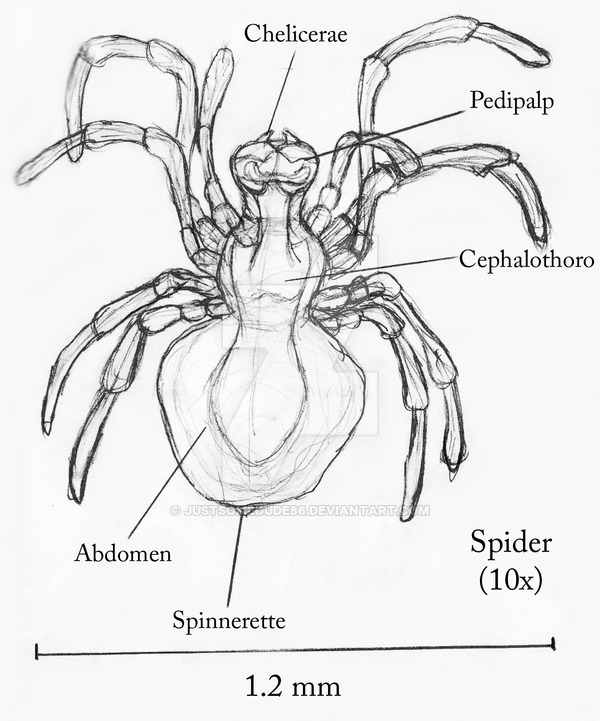 600x721 spider scientific drawing - Scientific Drawing