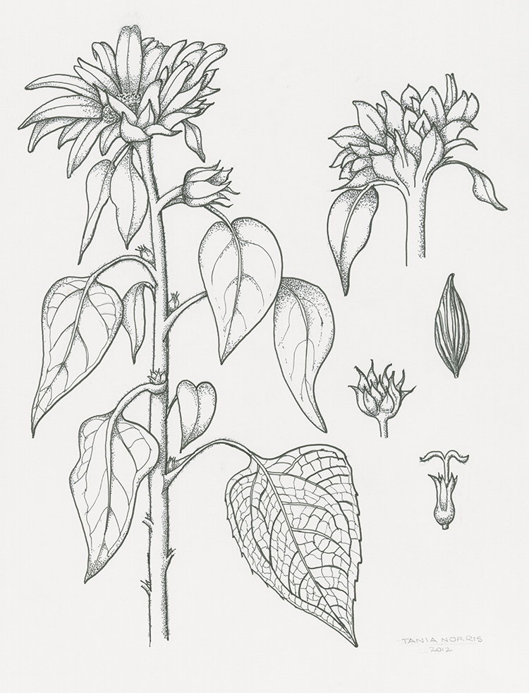 750x982 another completed drawing from anita walsmit sachs' scientific - Scientific Drawing