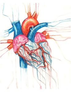 232x300 watercolor heart painting, anatomical heart drawing, scientific - Scientific Drawing