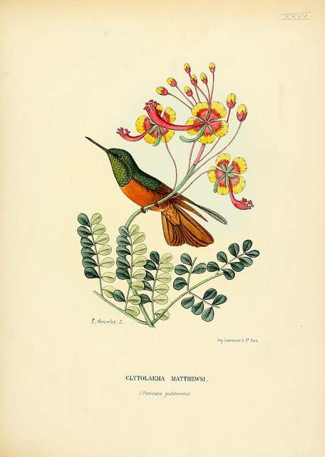 456x640 scientific drawing of a hummingbird flowers - Scientific Drawing