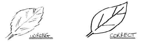 502x150 how to do scientific drawings for biological courses - Scientific Drawing