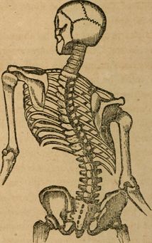 214x341 scoliosis - Scoliosis Drawing