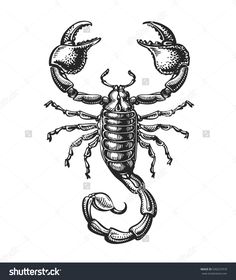 236x280 best scorpion images scorpio tattoos, scorpion tattoos - Scorpio Drawing