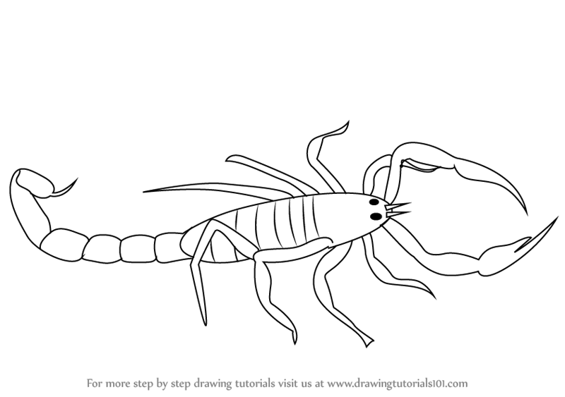 800x563 learn how to draw a scorpio - Scorpio Drawing