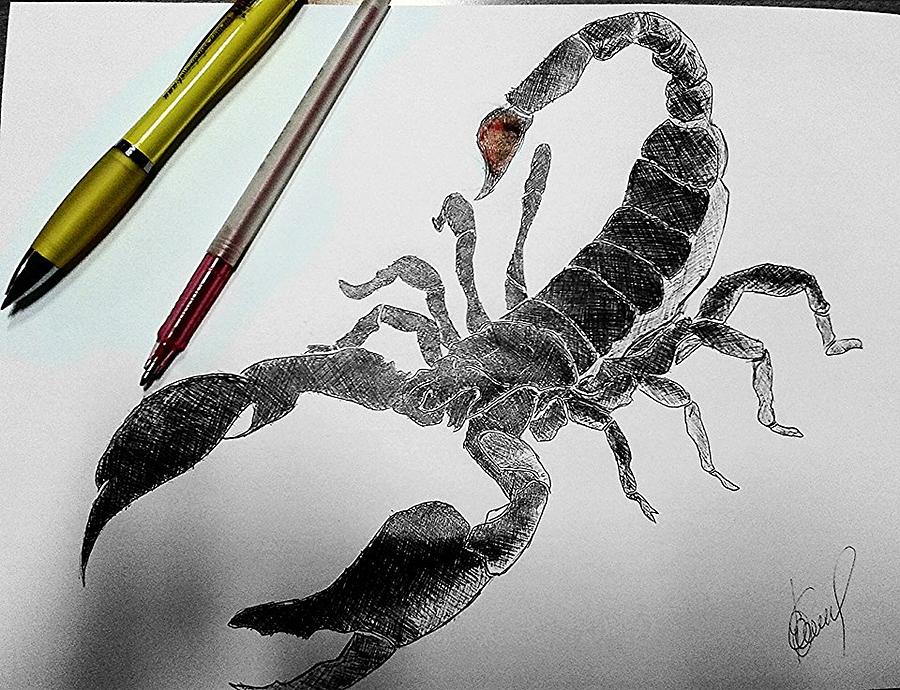 900x690 scorpio drawing - Scorpio Drawing