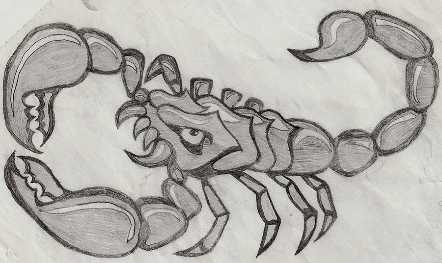 900x536 scorpio drawing - Scorpio Drawing