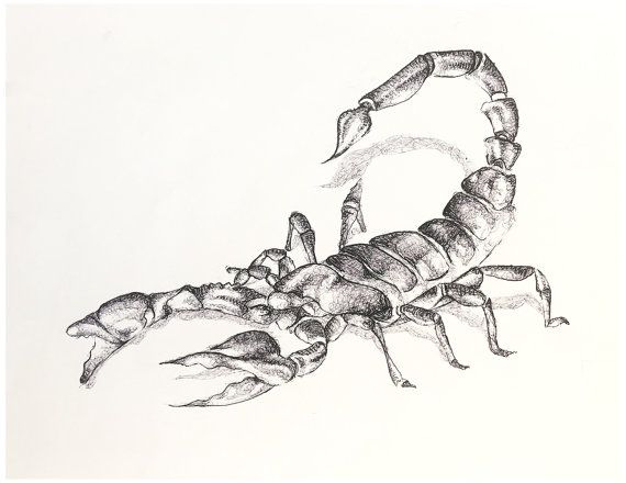 570x440 scorpion drawing, black and white drawing, ball point pen drawing - Scorpio Drawing