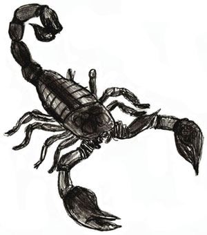 300x340 how to draw a scorpion - Scorpio Drawing