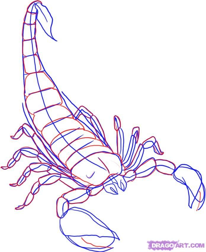 696x848 How To Draw A Scorpion Step Scorpion In Drawings - Scorpion Cartoon Drawing