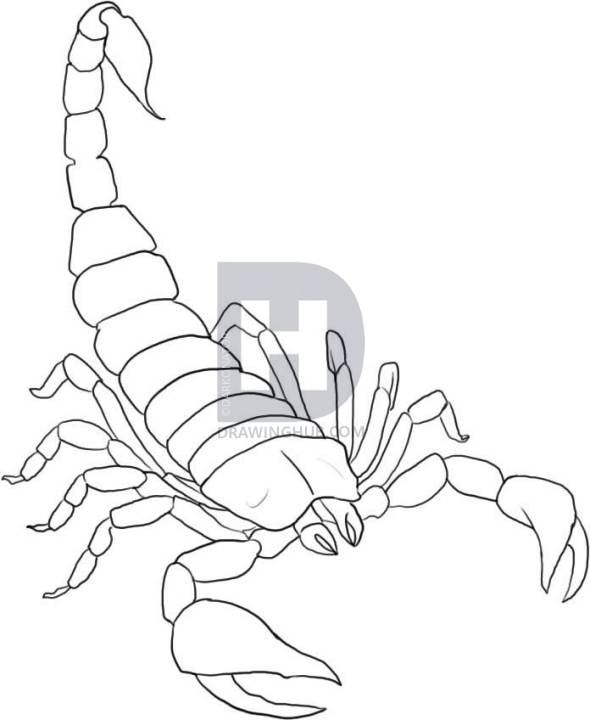 Scorpion Drawing At Paintingvalley Com Explore Collection Of