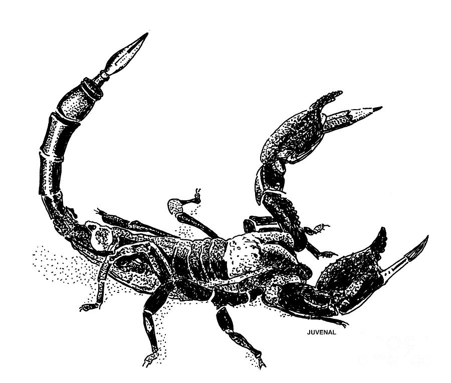 900x765 Pen Scorpion Drawing - Scorpion Drawing