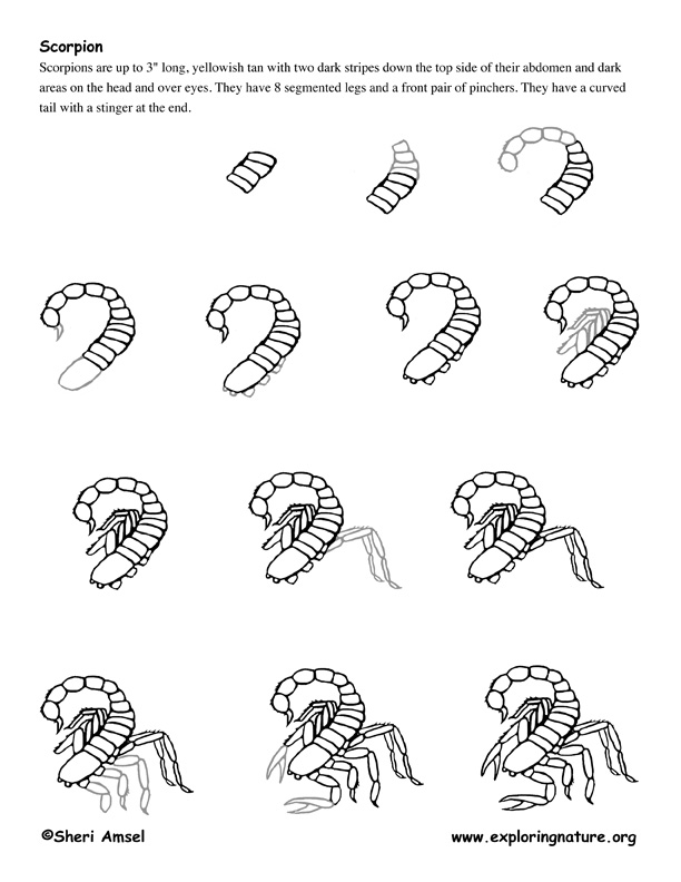 612x792 Scorpion Drawing Lesson - Scorpion Drawing