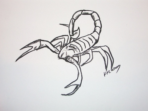 600x450 Scorpion Drawing - Scorpion Drawing