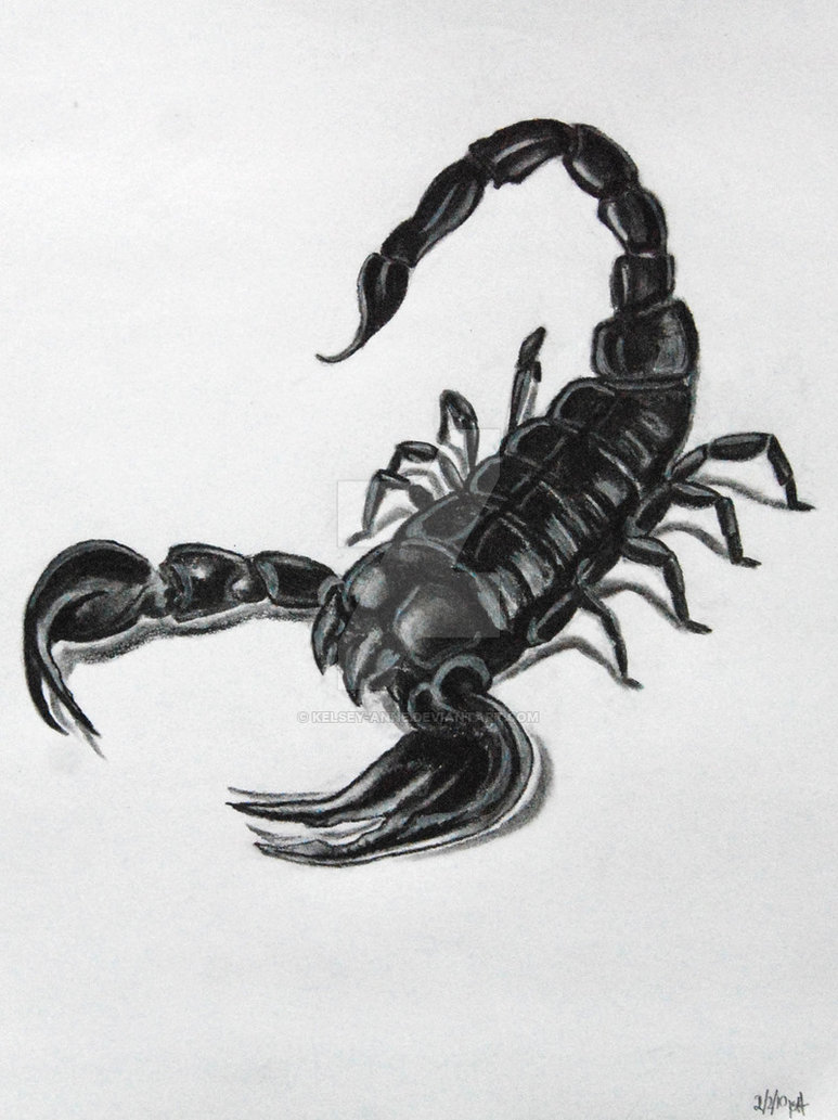 773x1033 Scorpion Tattoo Drawing - Scorpion Drawing