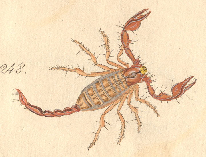 721x551 The Scorpion - Scorpion Drawing