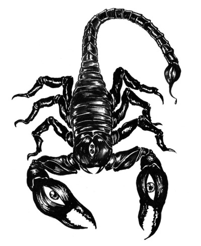 Scorpion Drawing at PaintingValley.com | Explore collection of Scorpion ...