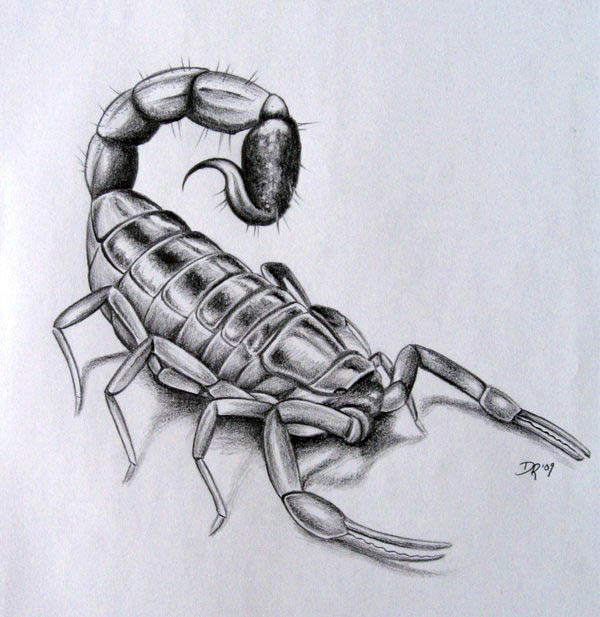 600x617 Scorpion Drawings - Scorpion Drawing