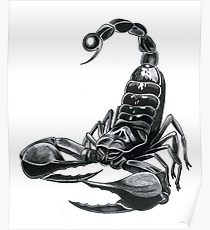 210x230 Black Scorpion Drawing Posters Redbubble - Scorpion Drawing