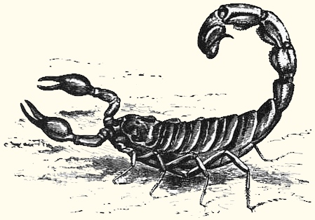 449x314 Desert Scorpion Drawing - Scorpion Drawing