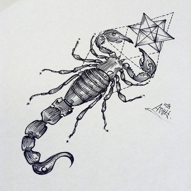 736x736 Huge Collection Of 'scorpion Drawing' Download More Than - Scorpion Drawing Images