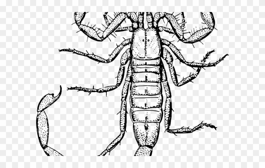 880x560 Scorpion Clipart Gambar - Scorpion Drawing Images